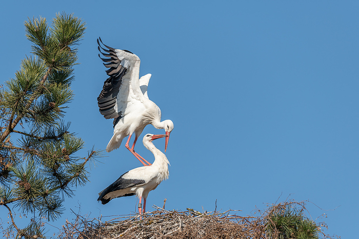 Couple of white stork  ciconia ciconia  in courtship display. Couple of white stork  ciconia ciconia  in courtship display., by Zoonar christian d 
