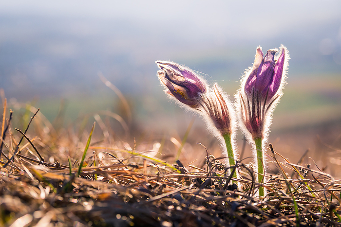 purple pasque flower in spring purple pasque flower in spring, by Zoonar Ewald Fr