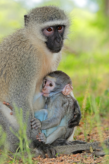Vervet monkey  Cercopithecus aethiops  with suckling baby Vervet monkey  Cercopithecus aethiops  with suckling baby, by Zoonar Nico Smit