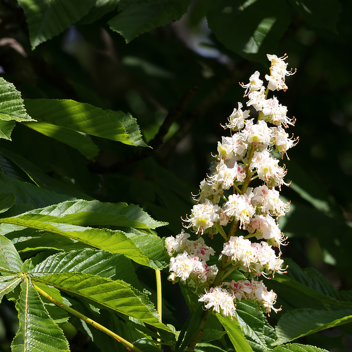 Horse Chestnut flower spike blooming in springtime Horse Chestnut flower spike blooming in springtime, by Zoonar Phil Bird