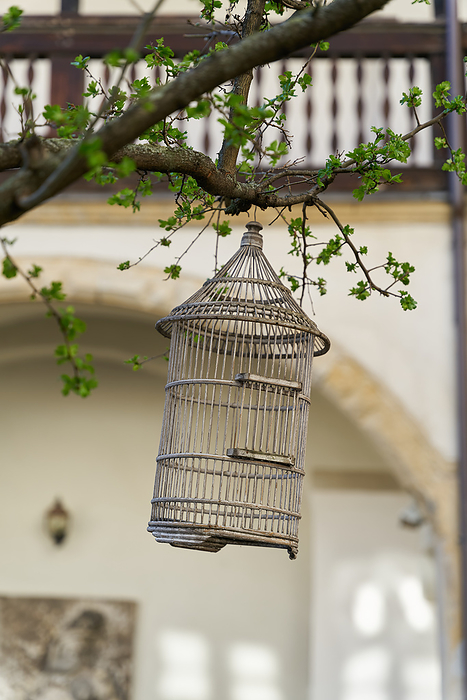 old wooden bird cage as decoration in a tree in the garden old wooden bird cage as decoration in a tree in the garden, by Zoonar Heiko Kueverl