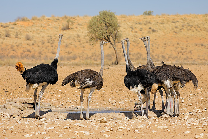 Group of ostriches  Struthio camelus  drinking water at a waterhole Group of ostriches  Struthio camelus  drinking water at a waterhole, by Zoonar Nico Smit