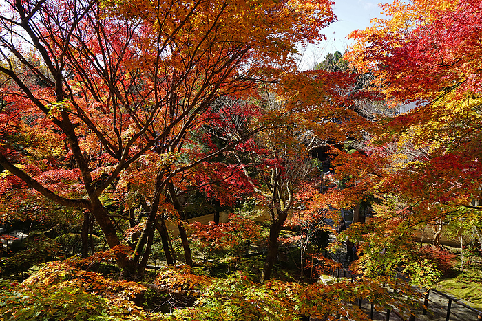 Autumn leaves seen from the cloister of the main lecture hall of Kiyomizu dera Temple, Banshu, Kato City, Hyogo Pref. It is a Japanese Heritage site and the 25th of the 33 sacred places in the western part of Japan.