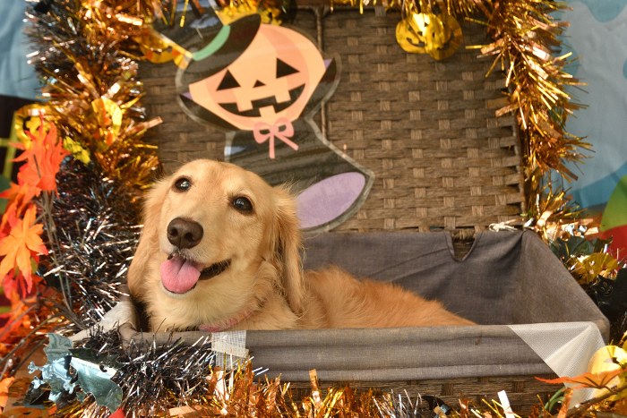 Dog in a Halloween decorated basket