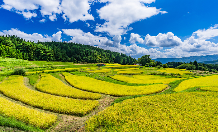 Terraced paddy fields in Bengu, Hyogo Prefecture
