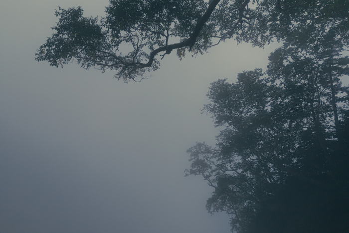 Trees shrouded in eerie fog