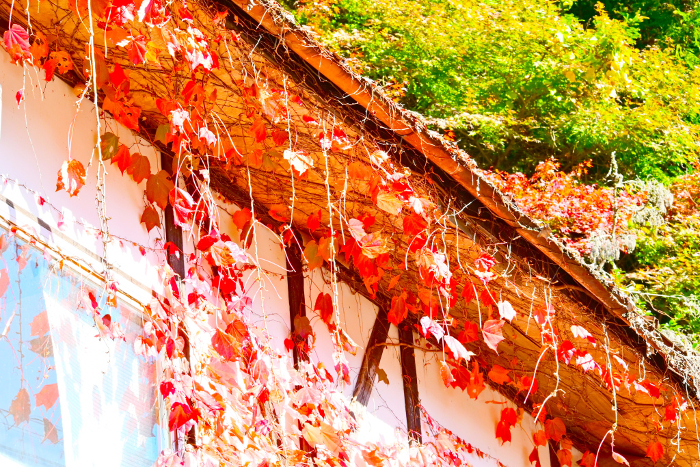 Beautiful autumn leaves in Korankei