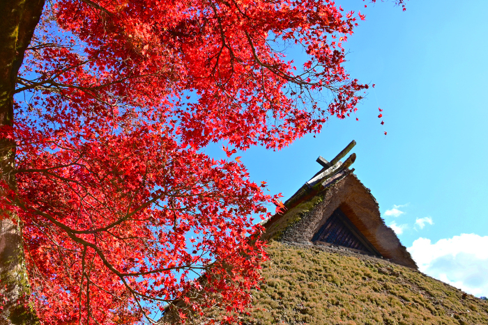 Korankei River in the Autumn Leaves, Sanshu Asuke Yashiki