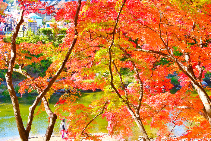 Beautiful autumn leaves of Korankei and Tomoe River