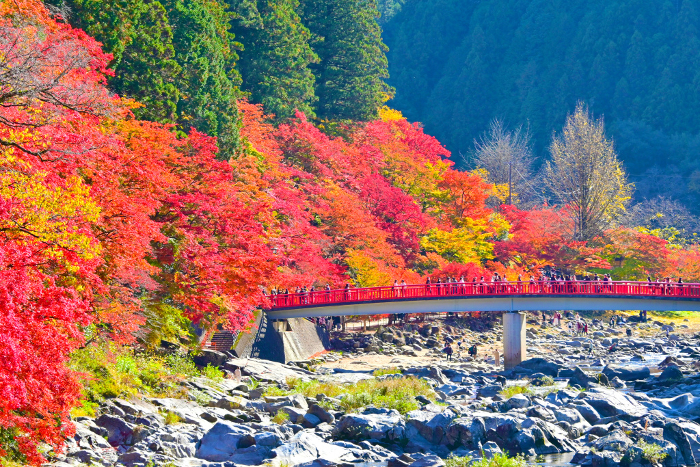 Beautiful Korankei Autumn Leaves and Waiting Moon Bridge