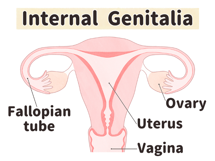 English illustrations of internal genitalia Easy-to-understand anatomy of the human body