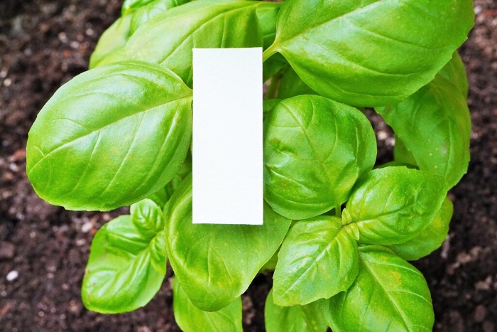 Natural one word space mockup of green sweet basil leaves with good fragrance growing in the sun