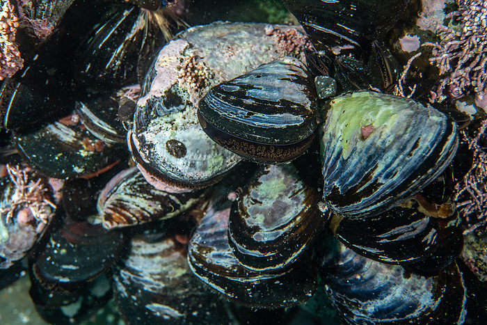 Hokkaido, Japan Ezo mussels in the water