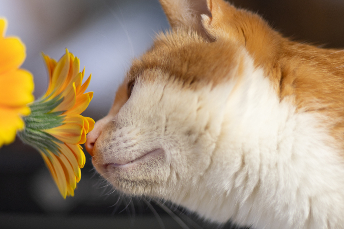 Cat sniffing flowers brown tiger white