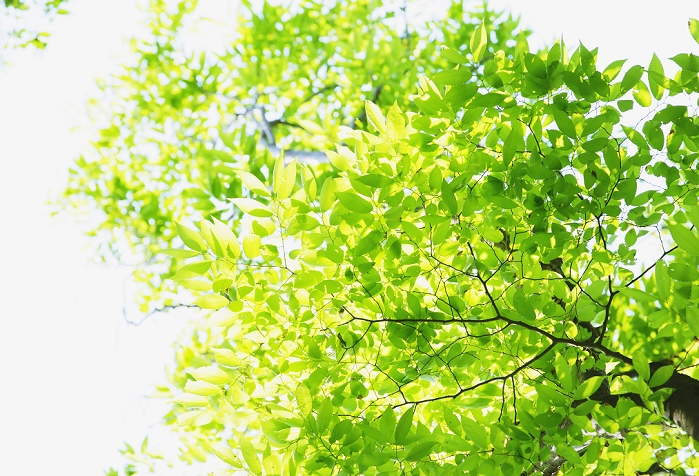 new green leaves