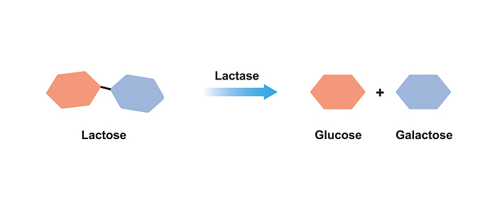 Lactase enzyme action, illustration Lactase enzyme effect on lactose sugar, illustration., by ALI DAMOUH SCIENCE PHOTO LIBRARY