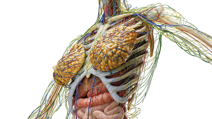 Internal organs, illustration Internal organs, illustration., by SEBASTIAN KAULITZKI SCIENCE PHOTO LIBRARY