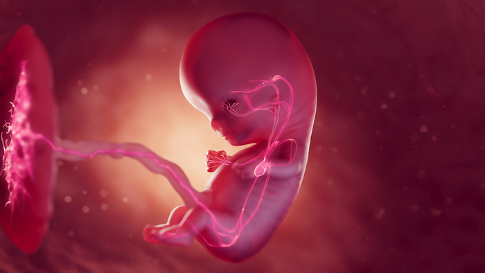 Cardiovascular system of 10 week foetus, illustration Cardiovascular system of 10 week foetus, illustration., by SEBASTIAN KAULITZKI SCIENCE PHOTO LIBRARY