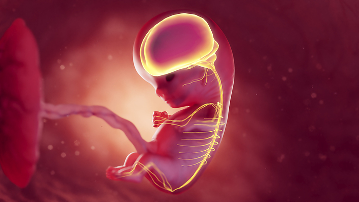 Nervous system of 10 week foetus, illustration Nervous system of 10 week foetus, illustration., by SEBASTIAN KAULITZKI SCIENCE PHOTO LIBRARY
