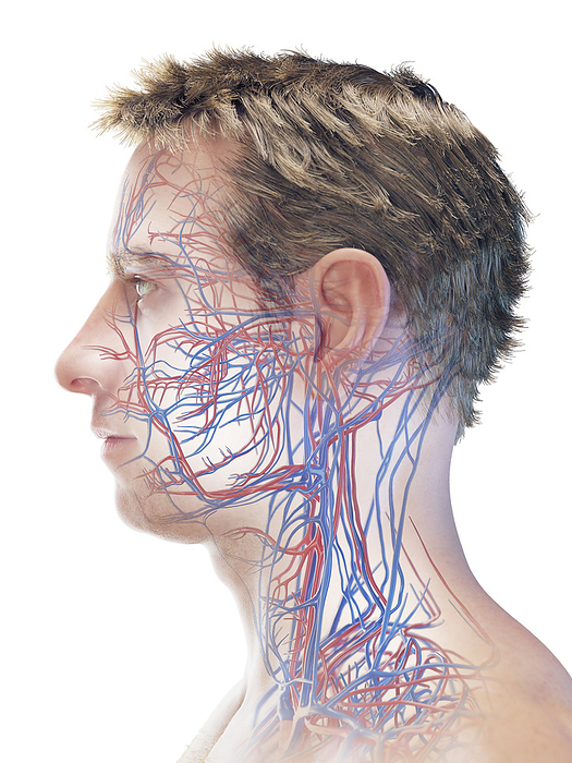 Male vascular system, illustration Male vascular system, illustration., by SEBASTIAN KAULITZKI SCIENCE PHOTO LIBRARY