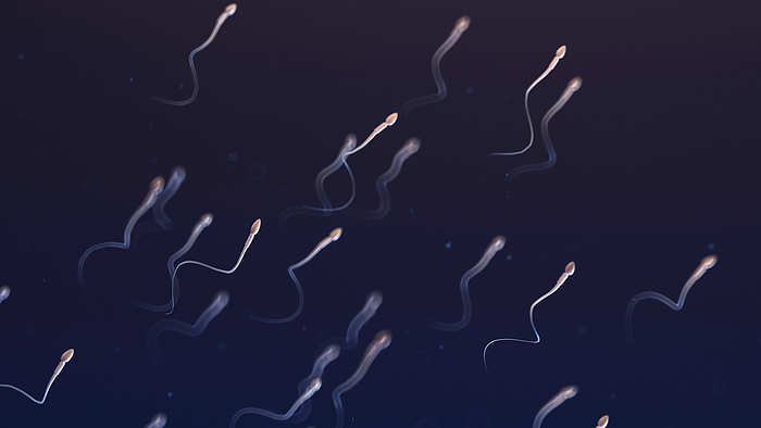 Sperm, illustration Sperm, illustration., by SEBASTIAN KAULITZKI SCIENCE PHOTO LIBRARY