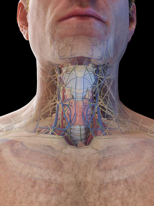 Male neck organs, illustration Male neck organs, illustration., by SEBASTIAN KAULITZKI SCIENCE PHOTO LIBRARY