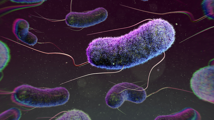 E. coli bacteria, illustration Illustration of Escherichia coli bacteria. E. coli is a rod shaped bacterium, commonly found in the lower intestine of warm blooded organisms. Certain strains can cause food poisoning in humans., by THOM LEACH   SCIENCE PHOTO LIBRARY
