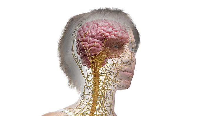 Nervous system, illustration Nervous system, illustration., by SEBASTIAN KAULITZKI SCIENCE PHOTO LIBRARY
