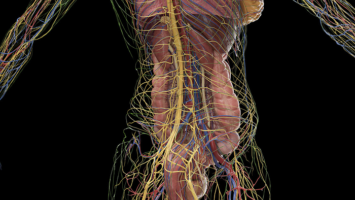 Abdominal anatomy, illustration Abdominal anatomy, illustration., by SEBASTIAN KAULITZKI SCIENCE PHOTO LIBRARY