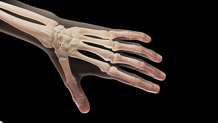 Bones of the left hand, illustration Bones of the left hand, illustration., by SEBASTIAN KAULITZKI SCIENCE PHOTO LIBRARY