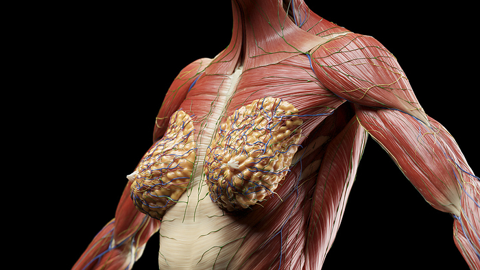 Muscular system of chest, illustration Muscular system of chest, illustration., by SEBASTIAN KAULITZKI SCIENCE PHOTO LIBRARY