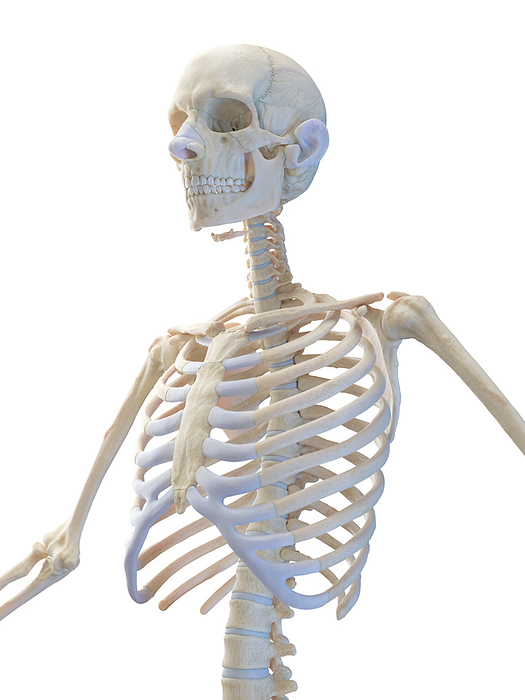 Skeletal system of the upper body, illustration Skeletal system of the upper body, illustration., by SEBASTIAN KAULITZKI SCIENCE PHOTO LIBRARY