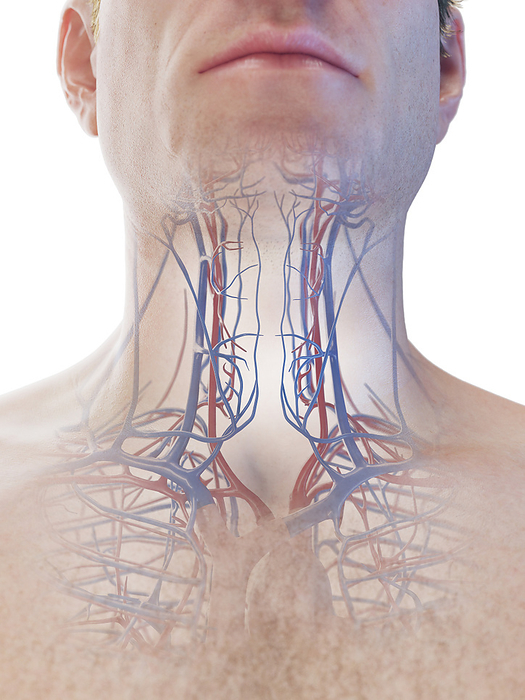 Vascular system of the neck, illustration Vascular system of the neck, illustration., by SEBASTIAN KAULITZKI SCIENCE PHOTO LIBRARY