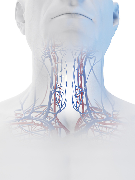 Vascular system of the neck, illustration Vascular system of the neck, illustration., by SEBASTIAN KAULITZKI SCIENCE PHOTO LIBRARY