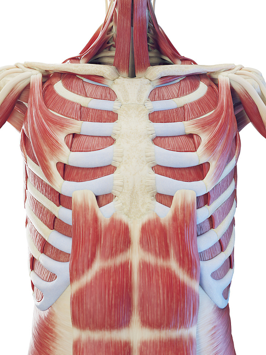 Muscular system of the torso, illustration Muscular system of the torso, illustration., by SEBASTIAN KAULITZKI SCIENCE PHOTO LIBRARY