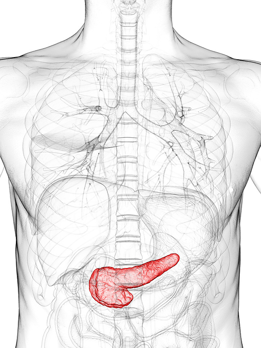 Pancreas, illustration Pancreas, illustration., by SEBASTIAN KAULITZKI SCIENCE PHOTO LIBRARY