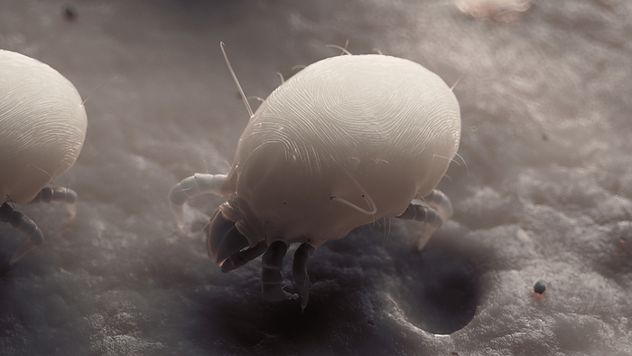 Dust mites, illustration Dust mites, illustration., by SEBASTIAN KAULITZKI SCIENCE PHOTO LIBRARY