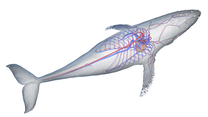 Whale anatomy, illustration Whale anatomy, illustration., by SEBASTIAN KAULITZKI SCIENCE PHOTO LIBRARY