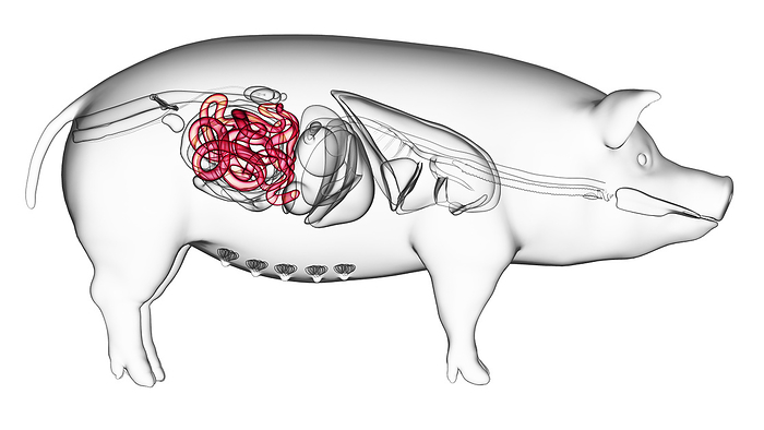 Pig small intestine, illustration Pig small intestine, illustration., by SEBASTIAN KAULITZKI SCIENCE PHOTO LIBRARY