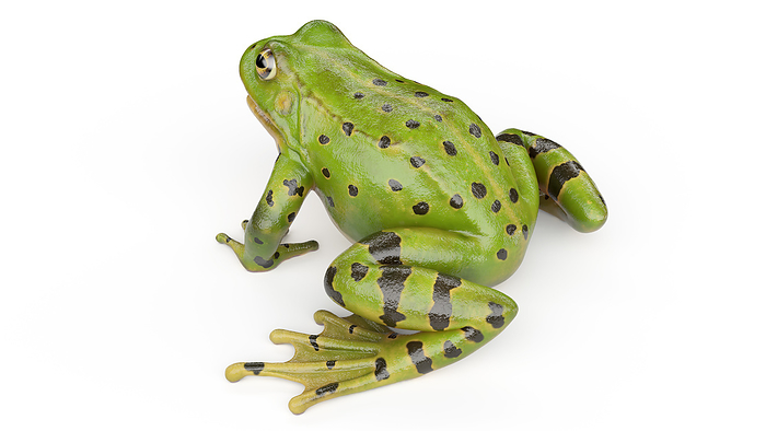Frog s skin, illustration Frog s skin, illustration., by SEBASTIAN KAULITZKI SCIENCE PHOTO LIBRARY
