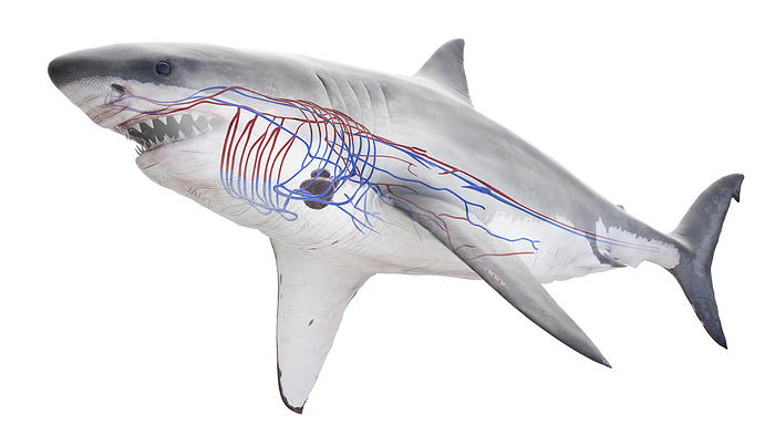 Shark s cardiovascular system, illustration Shark s cardiovascular system, illustration., by SEBASTIAN KAULITZKI SCIENCE PHOTO LIBRARY