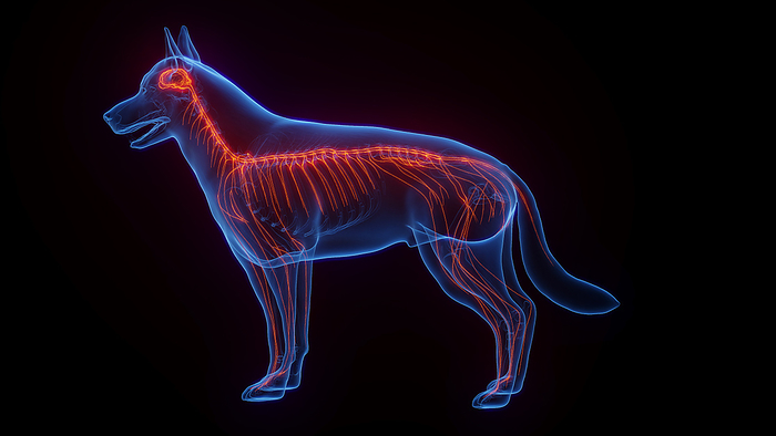 Dog s nervous system, illustration Dog s nervous system, illustration., by SEBASTIAN KAULITZKI SCIENCE PHOTO LIBRARY