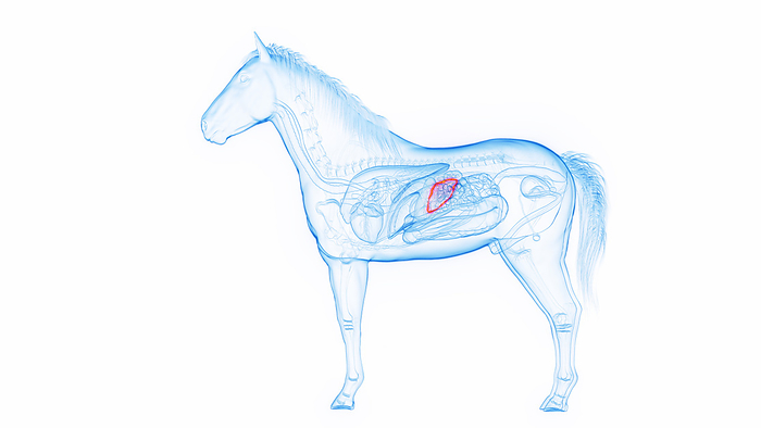 Horse s spleen, illustration Horse s spleen, illustration., by SEBASTIAN KAULITZKI SCIENCE PHOTO LIBRARY