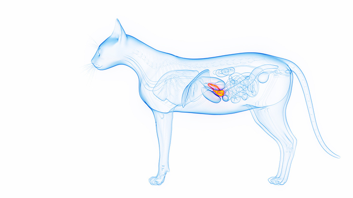 Pancreas of a cat, illustration Pancreas of a cat, illustration., by SEBASTIAN KAULITZKI SCIENCE PHOTO LIBRARY