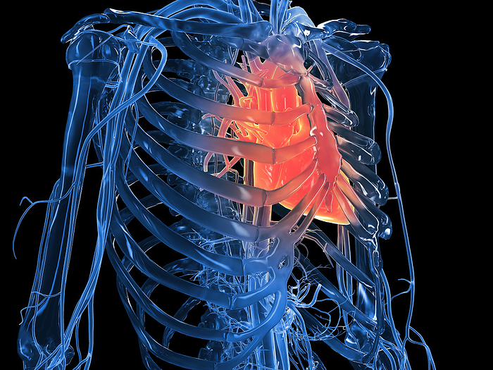 Human heart, illustration Human heart, illustration., by SEBASTIAN KAULITZKI SCIENCE PHOTO LIBRARY