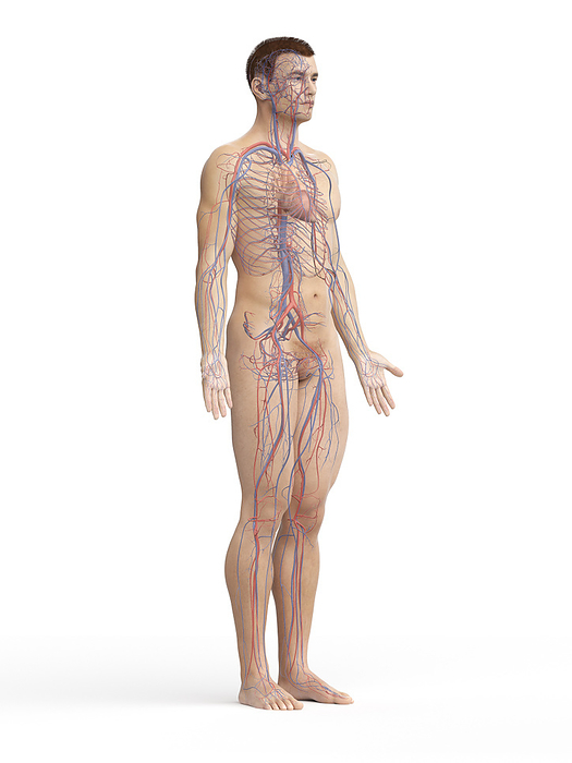 Vascular system, illustration Vascular system, illustration., by SEBASTIAN KAULITZKI SCIENCE PHOTO LIBRARY