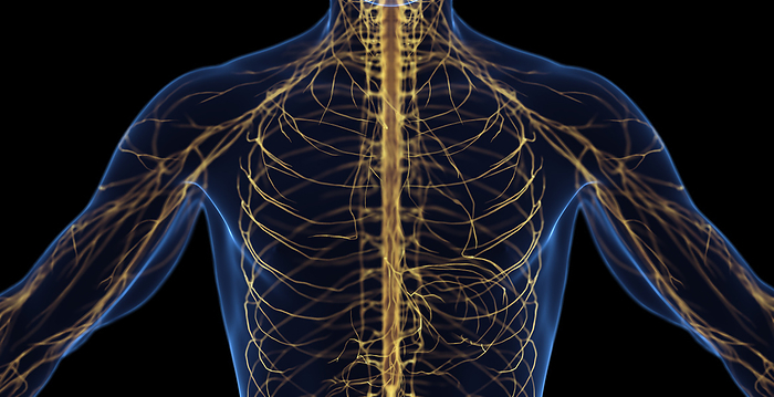 Male nervous system, illustration Male nervous system, illustration., by SEBASTIAN KAULITZKI SCIENCE PHOTO LIBRARY