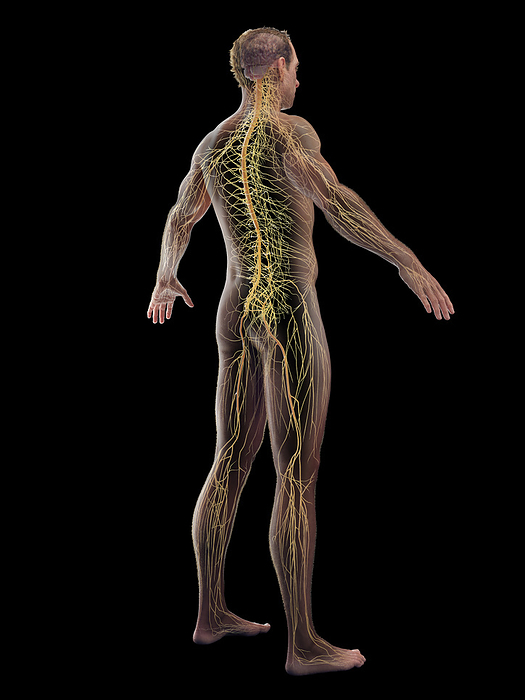 Male nervous system, illustration Male nervous system, illustration., by SEBASTIAN KAULITZKI SCIENCE PHOTO LIBRARY