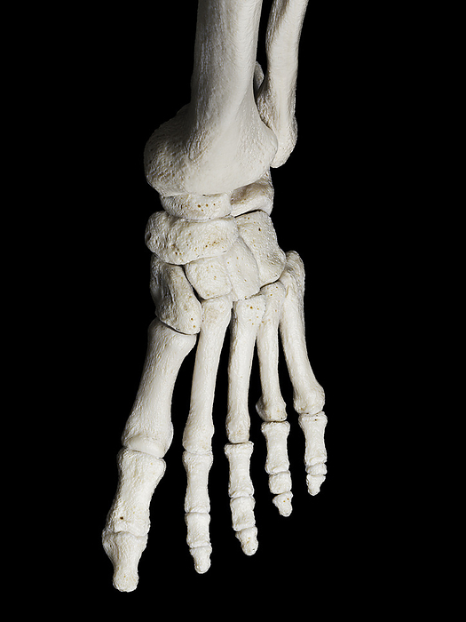 Skeletal foot, illustration Skeletal foot, illustration., by SEBASTIAN KAULITZKI SCIENCE PHOTO LIBRARY