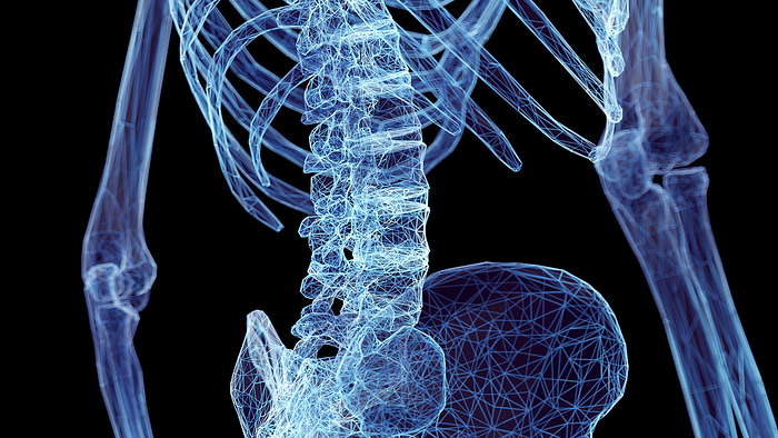 Lower spine bones, illustration Lower spine bones, illustration., by SEBASTIAN KAULITZKI SCIENCE PHOTO LIBRARY